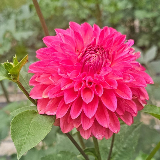Camano Roo Dahlia