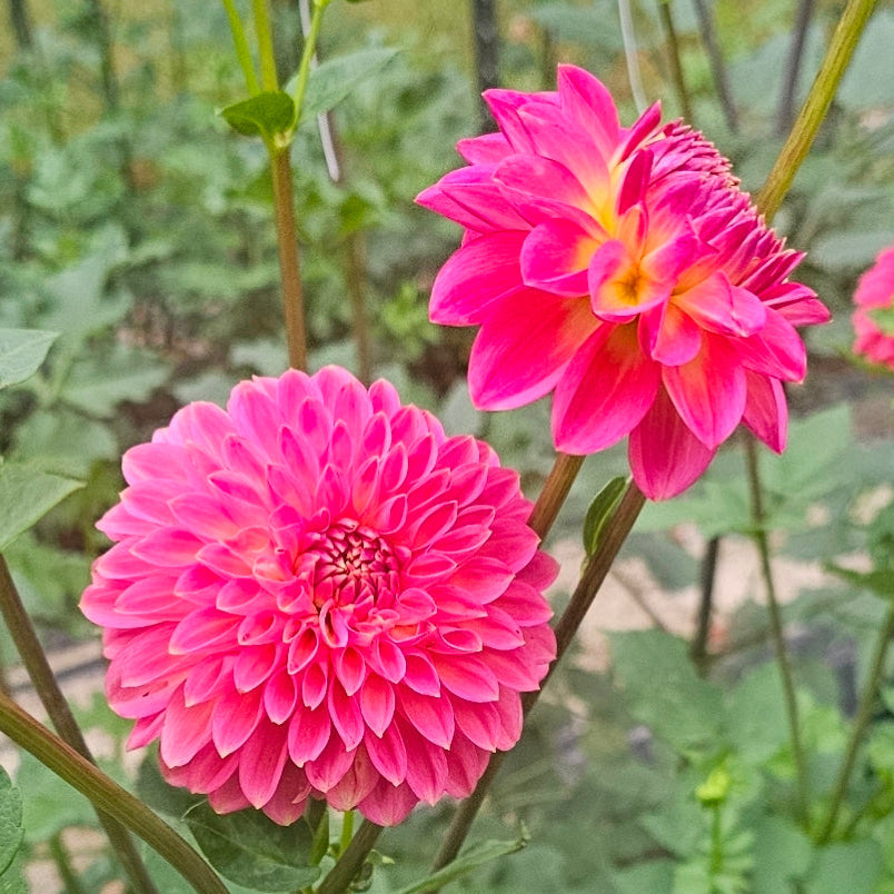 Camano Roo Dahlia