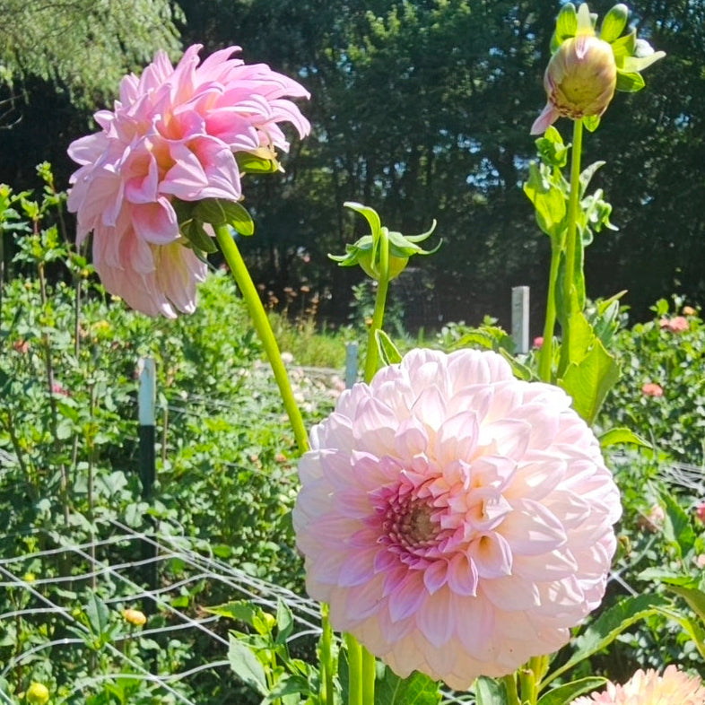Araluen Leatrice Dahlia - LIMIT 1