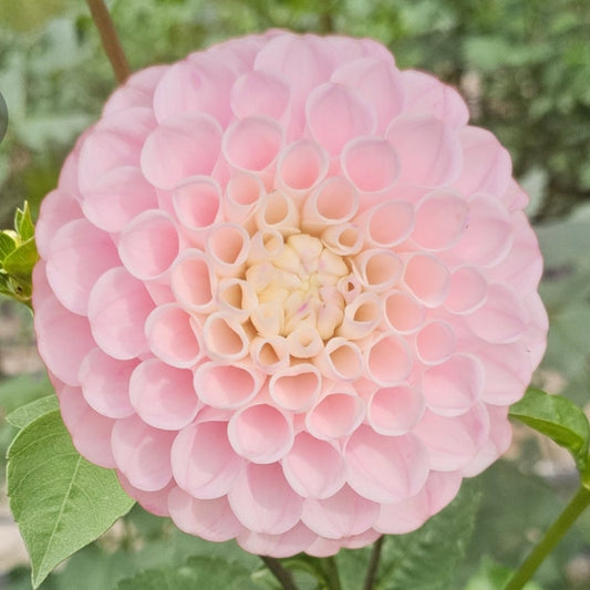 Irish Candy Dahlia