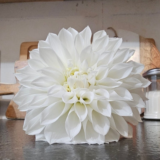 KA's® Snow Jo Dahlia  - Limit 1 * PLEASE READ DESCRIPTION