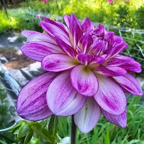 Seduction Dahlia