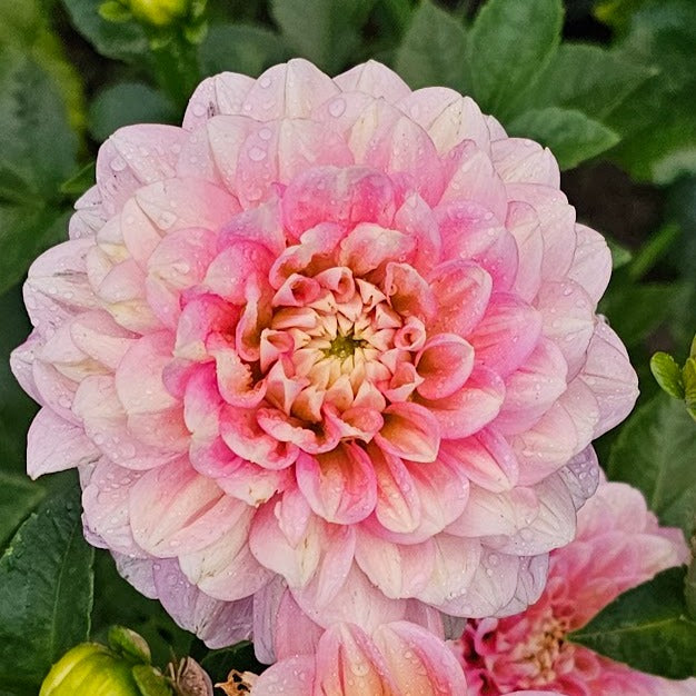 Sheer Heaven Dahlia