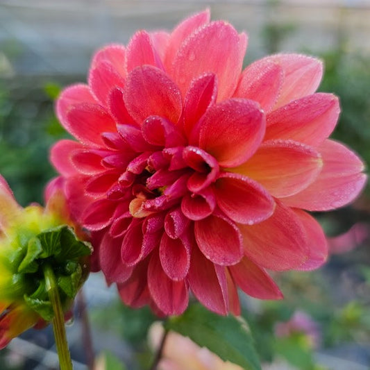 Showcase Decadent Dahlia