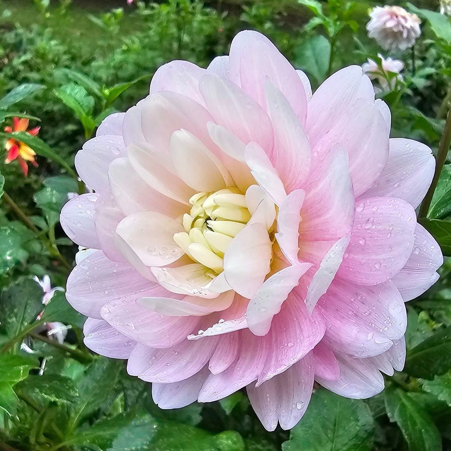 Silver Years Dahlia