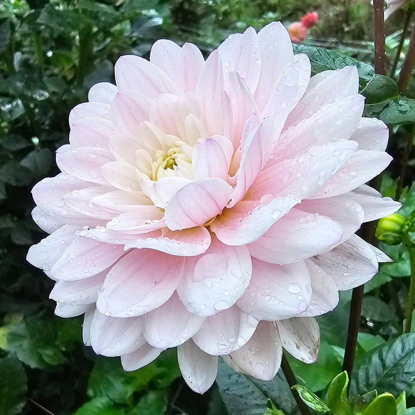 Silver Years Dahlia