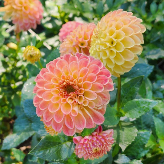 Snoho Doris Dahlia