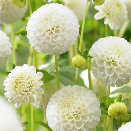 Snowflake Dahlia