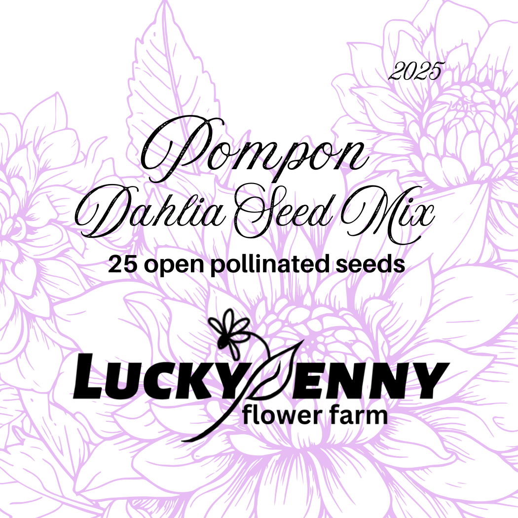 Pompon Dahlia Seed Mix