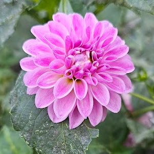 Tahoma Kelli Dahlia