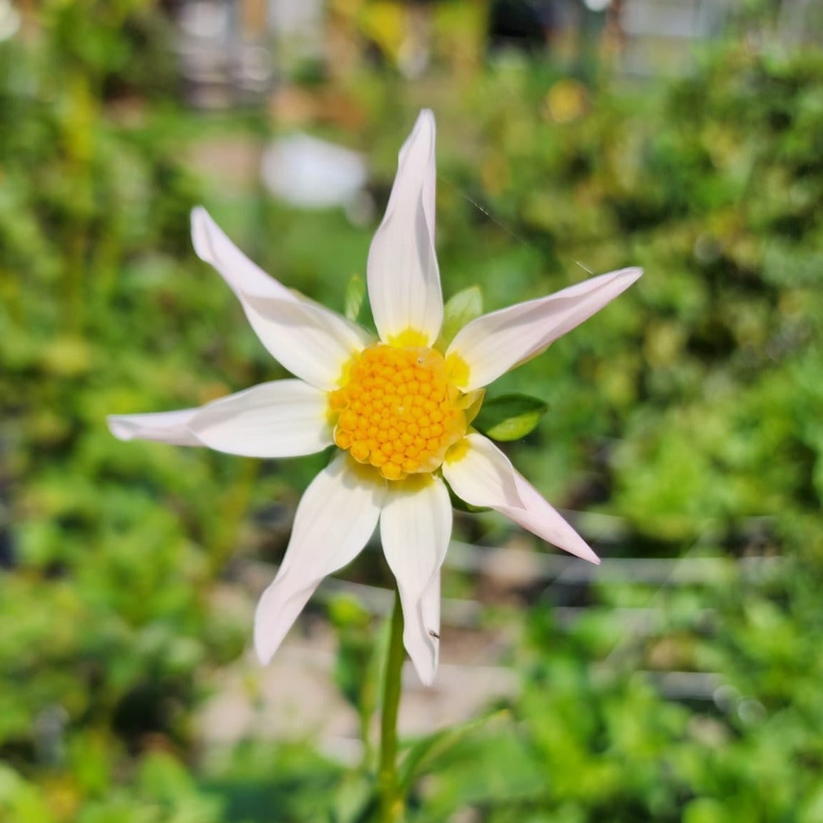 Tahoma Hope Dahlia