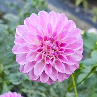 Tahoma Kelli Dahlia