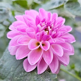 Tahoma Kelli Dahlia