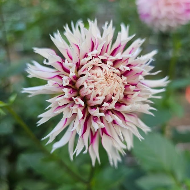 Tahoma Tempest Dahlia