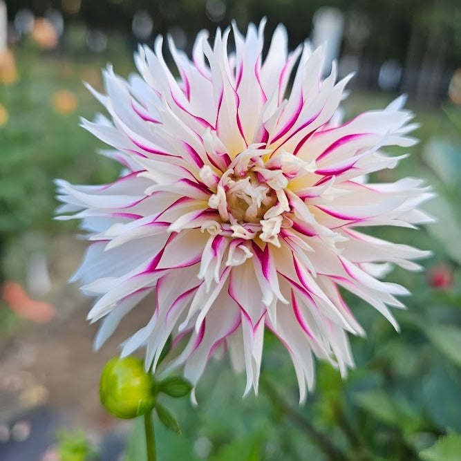 Tahoma Tempest Dahlia