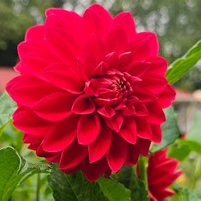 Thicket's Resilience Dahlia