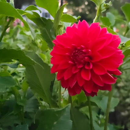 Thicket's Resilience Dahlia