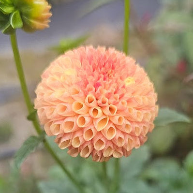 Tiny Dahlia