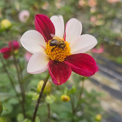 Twyning's Smartie Dahlia