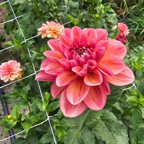 Uptown Girl Dahlia