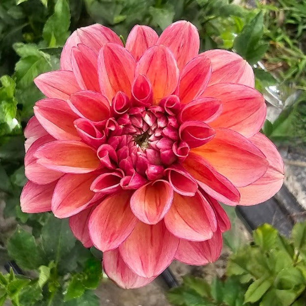 Uptown Girl Dahlia