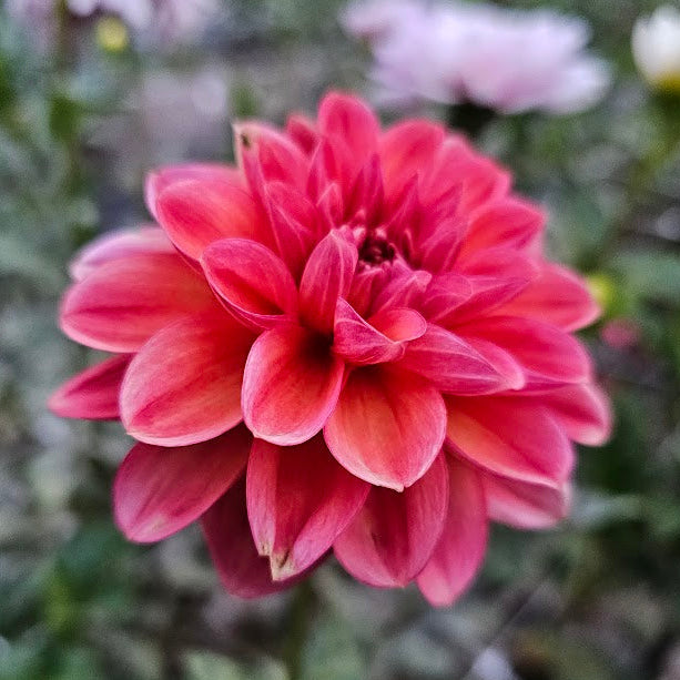 Uptown Girl Dahlia - LIMIT 1