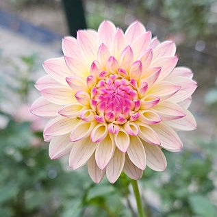 Valley Porcupine Dahlia