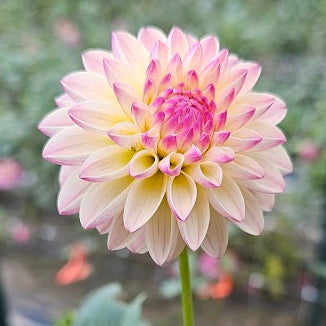 Valley Porcupine Dahlia