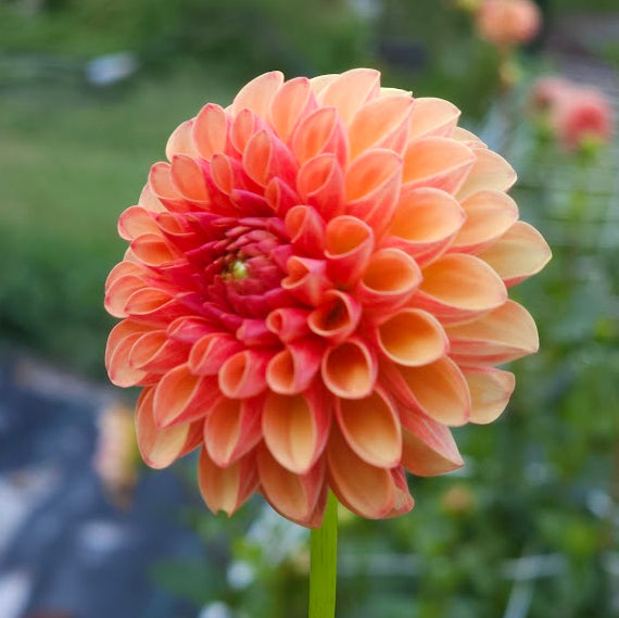 Valley Rust Bucket Dahlia