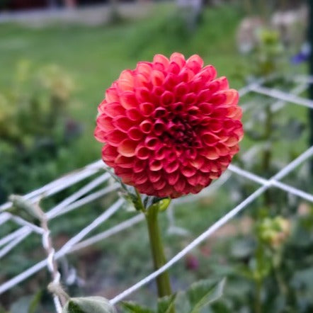 Valley Rust Bucket Dahlia