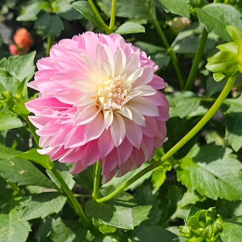 Verrone's DF Dahlia