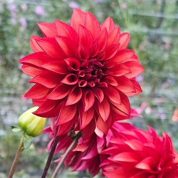 WB's Cecil Dahlia