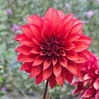 WB's Cecil Dahlia