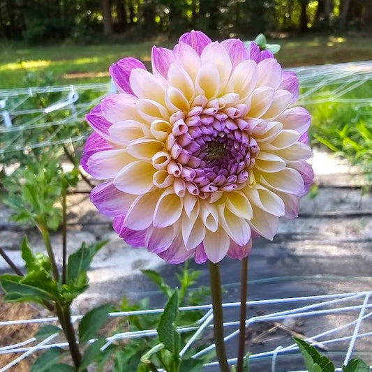 Wine Eyed Jill Mix Dahlia