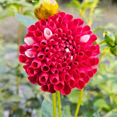 York and Lancaster Dahlia