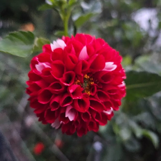 York and Lancaster Dahlia