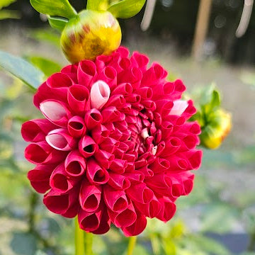York and Lancaster Dahlia – Lucky Penny Flower Farm