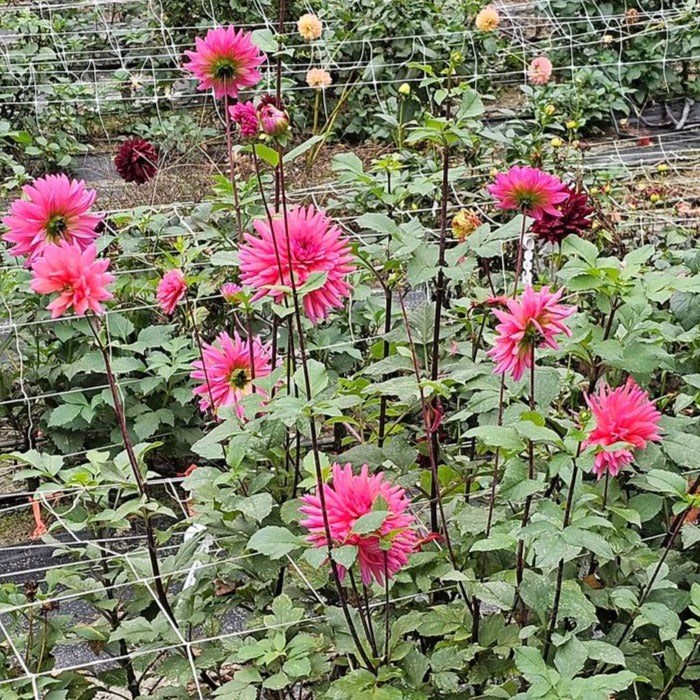 Allen's Smoky Skies Dahlia