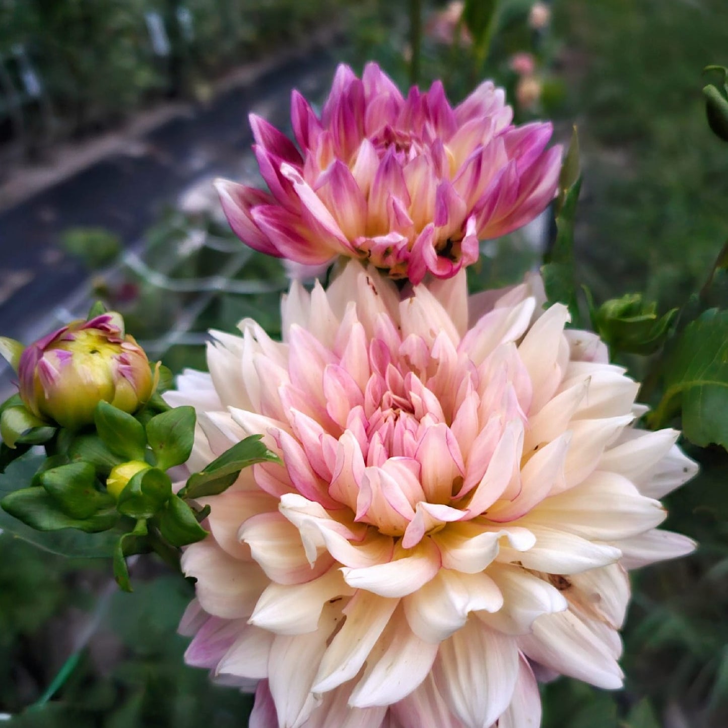 Bubbling Over Dahlia