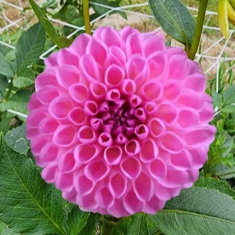 Camano Love Dahlia