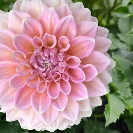 Castle Drive Dahlia