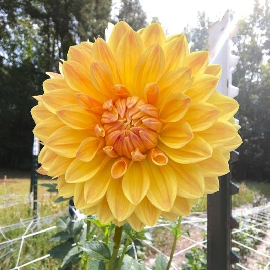 Coseytown Goldilocks Dahlia