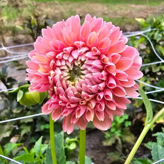 Dikara Superb Dahlia