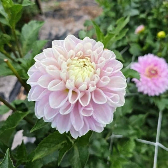 Fluffles Dahlia