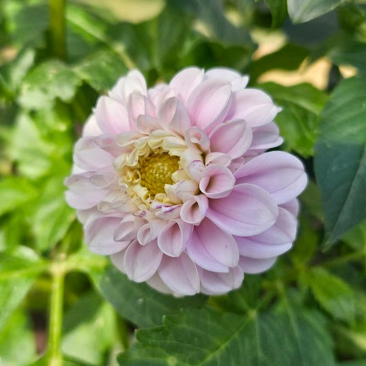 Genova Dahlia