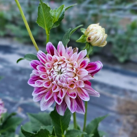 Hawaii Dahlia