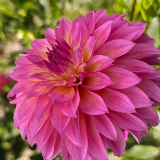 Hollyhill Gloria Dahlia