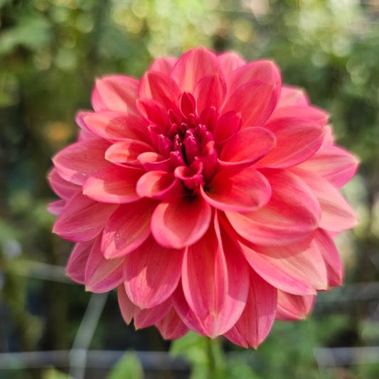 Ice Tea Dahlia