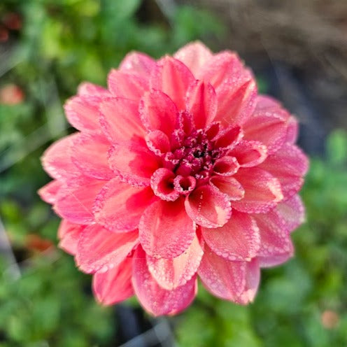 Ice Tea Dahlia