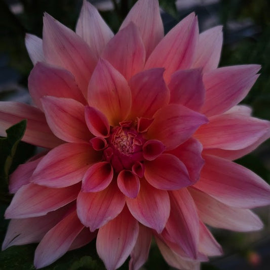 Islander Dahlia